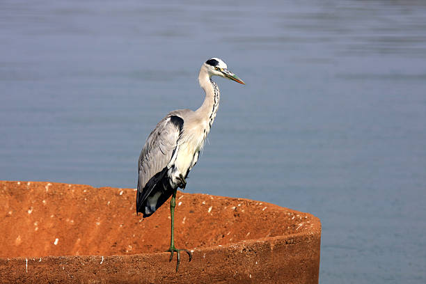 istock Grey Heron in Kruger Park, South Africa 91241895