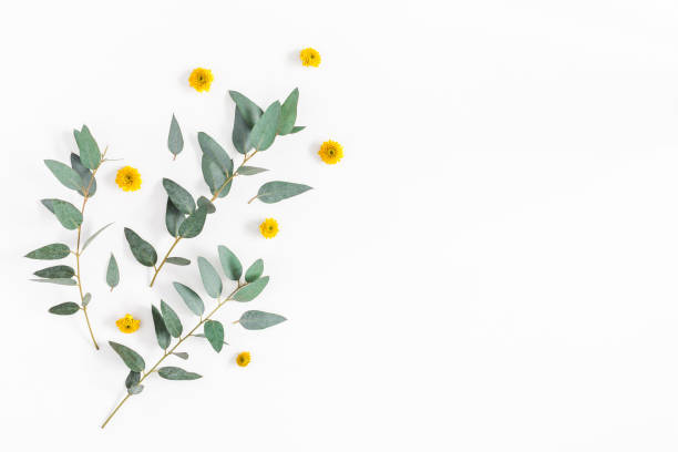 istock Yellow flowers and eucalyptus branches. Flat lay, top view 912420984