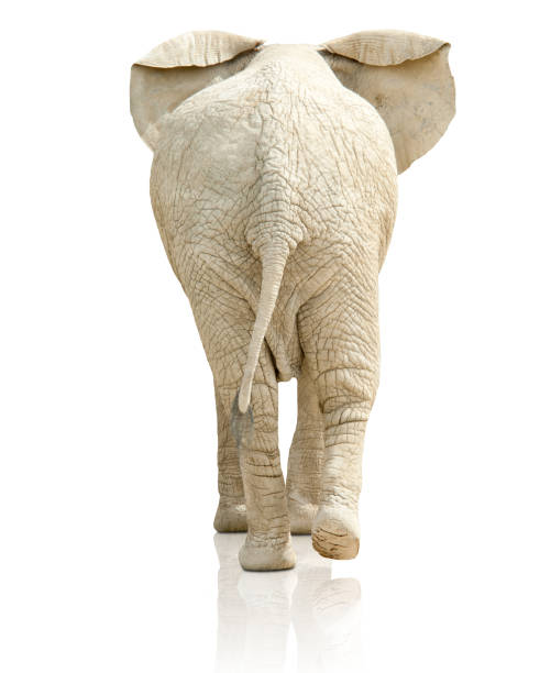 Happy elephant isolated on white
