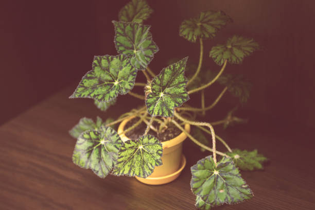 folhas verdes de begônia planta rex putz comumente conhecido como o rei begônia - cucurbitales - fotografias e filmes do acervo