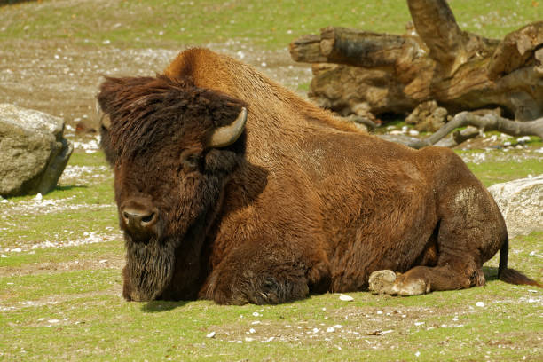 Wood bison stock photo