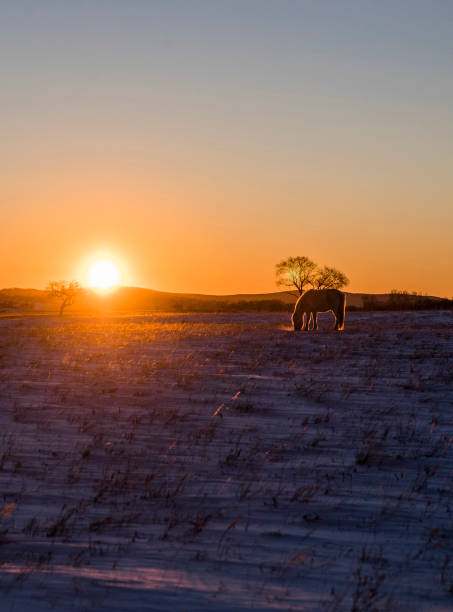 Horses Grazing in Pasture in Winter