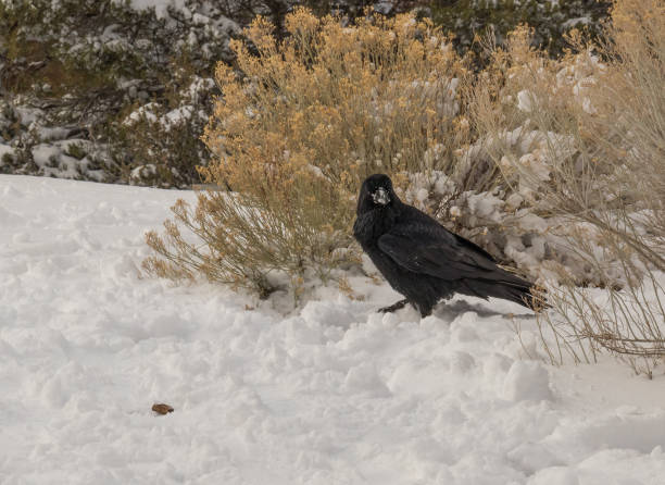 istock Raven in the Snow 912426226