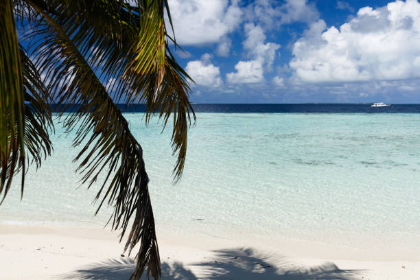 istock View to the beach with green palm leaves 912426566