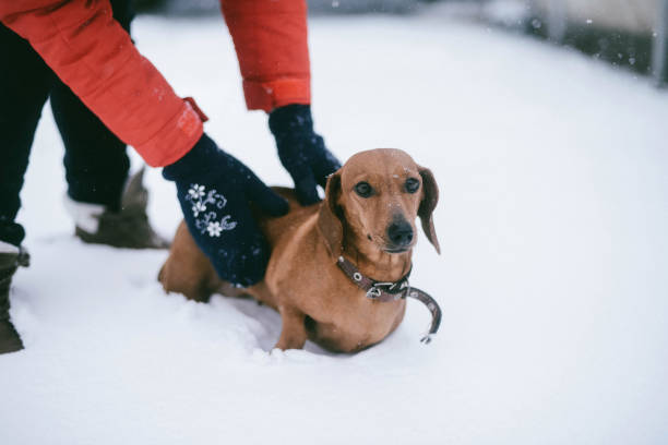 istock Dog Dachshund Runs Playing on Snow in Winter on a Cold 912429660