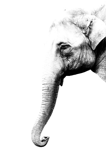 minimalism monochrome animal - Elephant