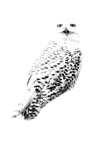 минимализм монохромное животное - снежная сова - owl snowy owl snow isolated стоковые фото и изображения