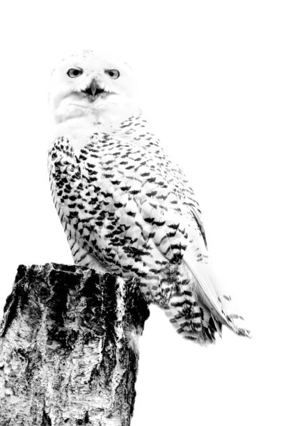 minimalismus monochrome tier - schneeeule - owl snowy owl snow isolated stock-fotos und bilder