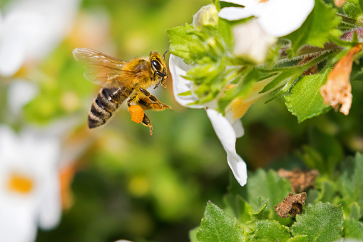 Flying worker honey bee with bee pollen feeding on Bacopa flower, Big yellow balls of collected packed pollen on honeybee’s leg