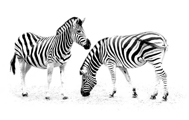 istock minimalism monochrome animal - Zebra 912433200
