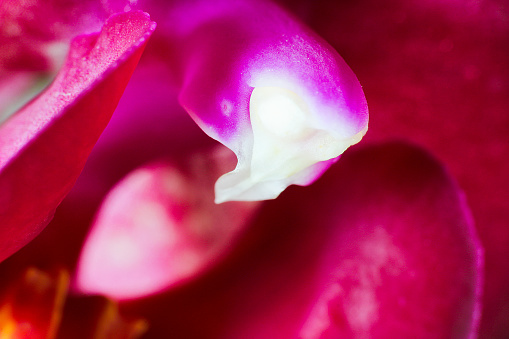 Red leaves of orchid blossom with white center, macro photo
