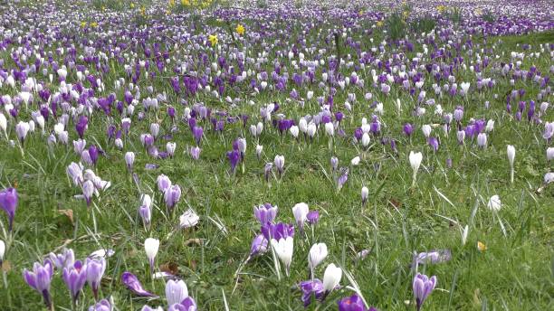 istock Blooming flowers on a green valley. 912434736