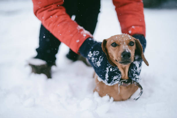 istock Dog Dachshund Runs Playing on Snow in Winter on a Cold 912435048