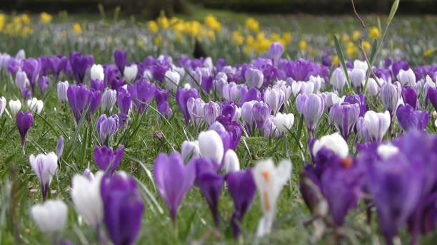 istock Bloom of white and violet flowers. 912435178