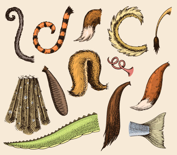 ilustraciones, imágenes clip art, dibujos animados e iconos de stock de vector de cola animal animal cola pecho con plumas furry de ilustración miembro del tailend cepillo conjunto aislado en el fondo - tail