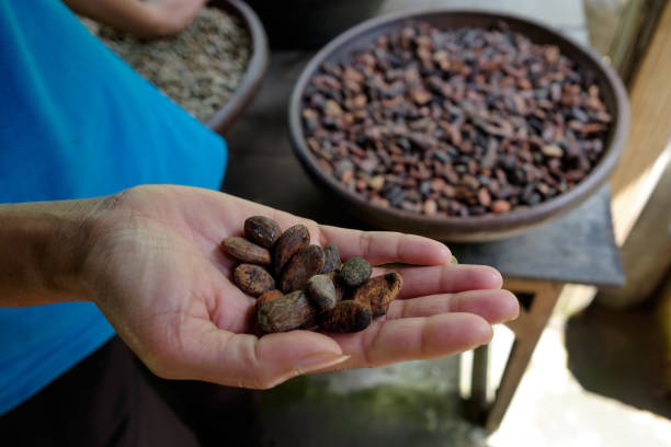 istock Woman holding cocoa beans in hands 912441052