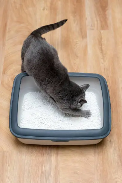Cat using toilet, cat in litter box, for pooping or urinate, pooping in clean sand toilet. Grey cat breed Russian Blue