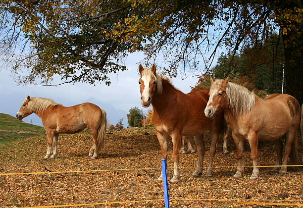 Haflinger Horses  avelengo stock pictures, royalty-free photos & images