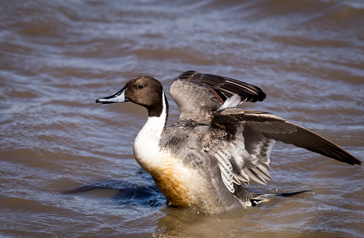 Northern Pintail Duck (Anas Acuta) Male in the water has remarkable feather patterns and migrates during winter season