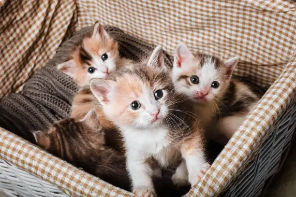 Photo of Four cute kitten in a white basket