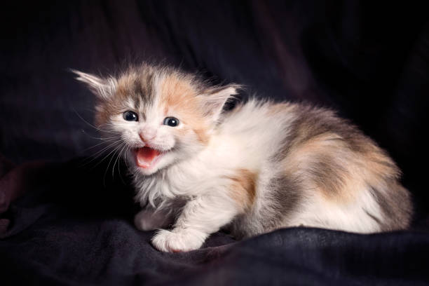 istock kitten hissing towards the camera 912443626