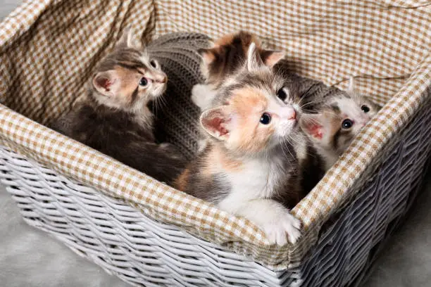 Photo of Four cute kitten in a white basket