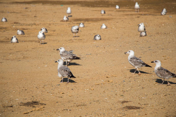 istock Seagulls on ground  with brown soil 912446392