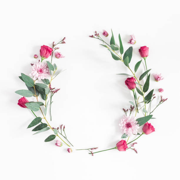 Flowers wreath on white background. Flat lay, top view Flowers composition. Wreath made of various pink flowers and eucalyptus branches on white background. Flat lay, top view, copy space, square wild chrysanthemum stock pictures, royalty-free photos & images