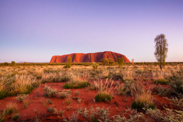 l'approche de l'aube ou uluru - uluru australia northern territory sunrise photos et images de collection