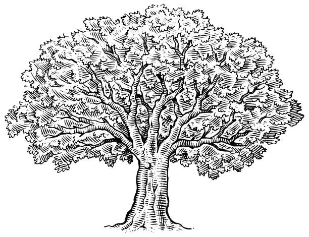 Vector illustration of Hand drawn big tree illustration