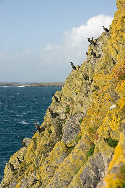 A number of common murres are nesting on a grassy rock in the pacific ocean.  The foreground is dirt, rock, and grass with birds on it.  The background is the blue sky.