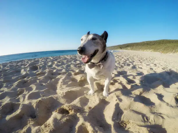 Dogs enjoying Yallingup Beach in  Western Australia. GoPro image