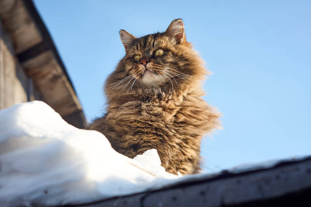 gato siberiano de retrato horizontal sobre fondo de cielo azul - clear sky diagonal snow winter fotografías e imágenes de stock