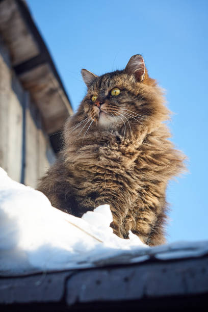 gato de siberiano esponjoso de vista inferior sobre fondo de cielo claro - clear sky diagonal snow winter fotografías e imágenes de stock