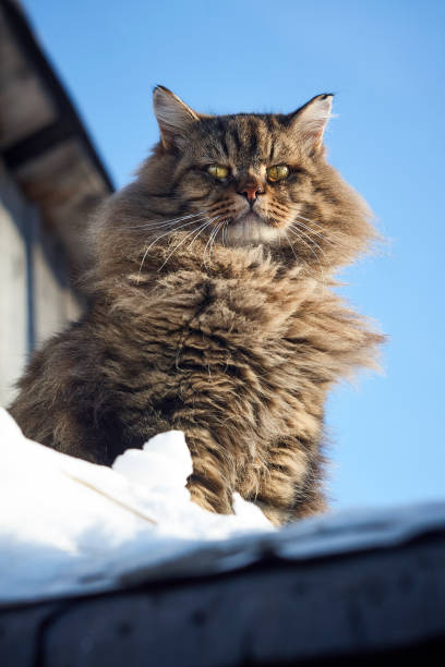 reloj gato siberiano mullido abajo cielo azul - clear sky diagonal snow winter fotografías e imágenes de stock