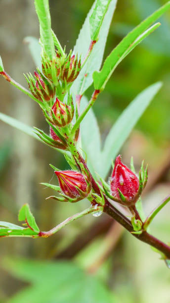 istock Roselle or Hibiscus sabdariffa fruit on plant 912460354