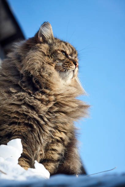 gato siberiano orgulloso majestuoso en la visión de fondo de cielo azul - clear sky diagonal snow winter fotografías e imágenes de stock
