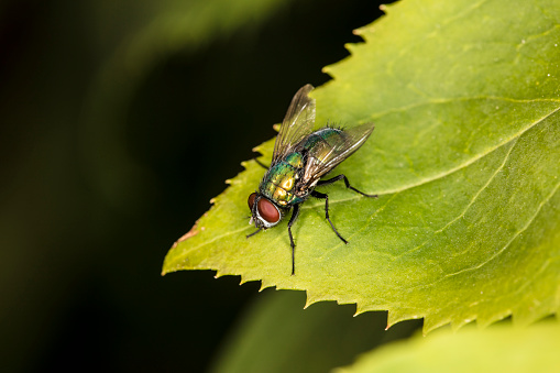 a colorful fly sitting on a green leaf