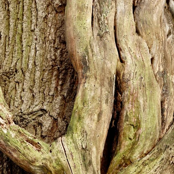 istock Weathered wood, liana at a tree bark 912460916
