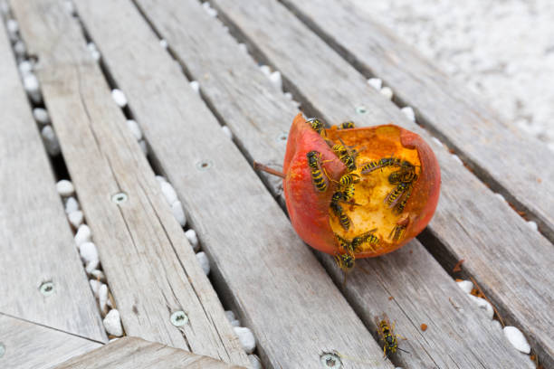Group of Yellow-jacket Common wasp (European wasp) eating fresh red apple on wooden background, Italy, Europe (Vespula vulgaris)