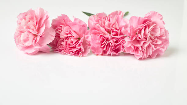 istock Pink carnations flower for Mother's day 912462096