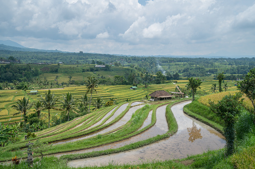 Rice fields near Ubud, Bali, yellow and green colours, reflection on some paddies filled with water. Indonesia