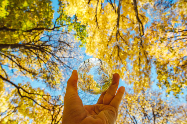 istock Low Angle View Of Hand Holding Crystal Ball With Reflection Of Trees 912467372