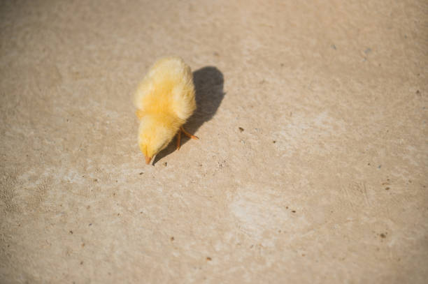 Baby chicks eating from a feeder