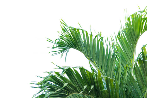 istock Green leaf of palm tree isolated on white background 912471522