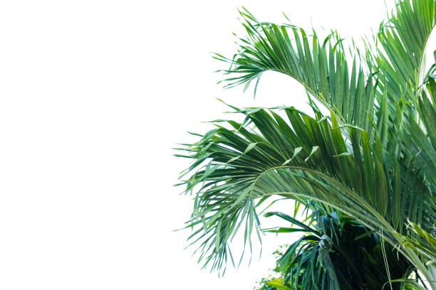 istock Green leaf of palm tree isolated on white background 912473288