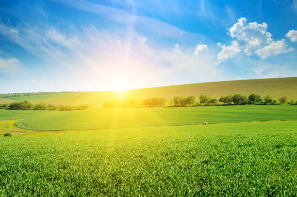 istock Green pea field and sunrise in the blue sky. 912475004