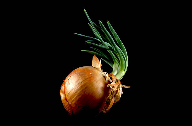 Isolated onion 2 stock photo