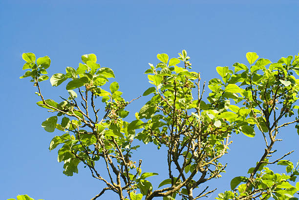 istock Buts of Prunes 91247962