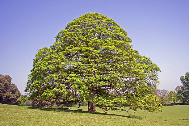 Oak Tree stock photo